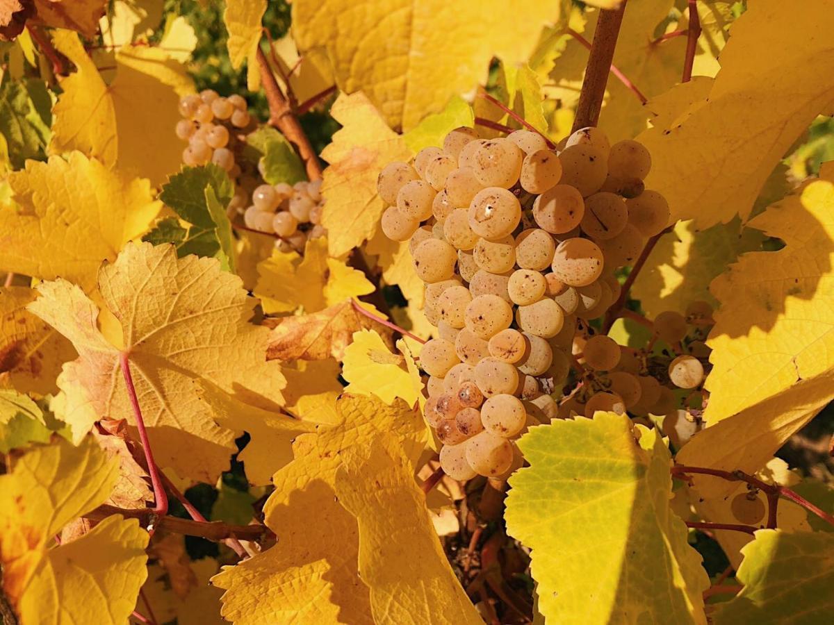 Weingut-Aparthotel Olinger Mehring  Buitenkant foto